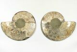 Bargain, Cut & Polished, Agatized Ammonite Fossil - Madagascar #200139-1